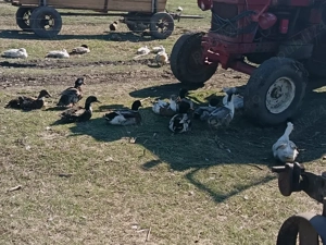 vând oua de rață pt incubat  - imagine 2