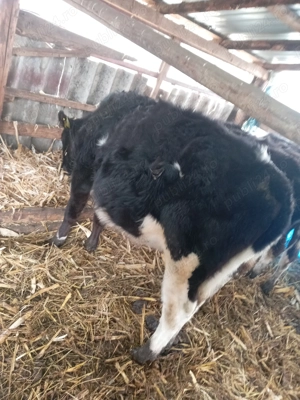 Vând zece vitele cea mai mica are o luna jumate - imagine 4