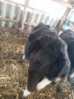 Vând zece vitele cea mai mica are o luna jumate - imagine 5