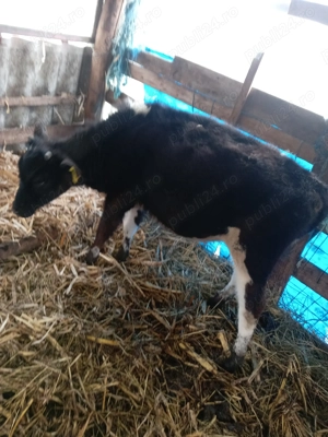 Vând zece vitele cea mai mica are o luna jumate - imagine 2