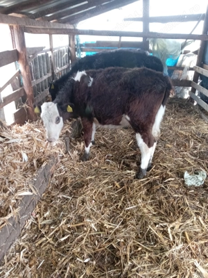 Vând zece vitele cea mai mica are o luna jumate - imagine 3