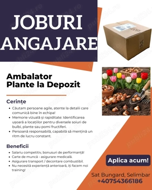 Angajare Ambalator Colete si Manipulare Marfa la Depozit de Plante!