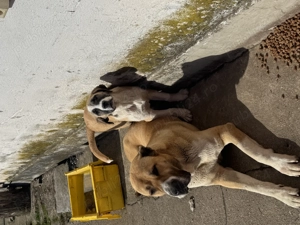 Vând pui ciobănesc de Asia centrală