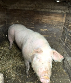 Porc de vanzare - imagine 4