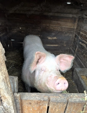 Porc de vanzare - imagine 5