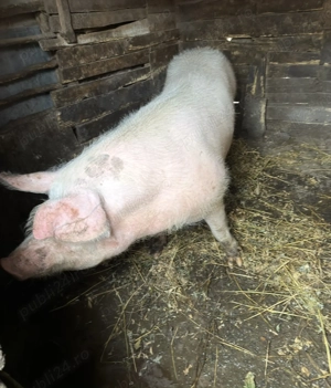 Porc de vanzare - imagine 3
