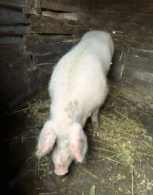 Porc de vanzare - imagine 2