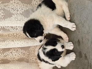 Ciobănesc de Bucovina - imagine 4