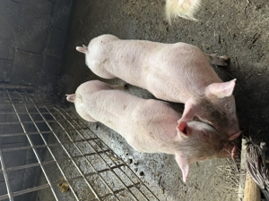 Purcei marele alb și pietrean alb - imagine 2