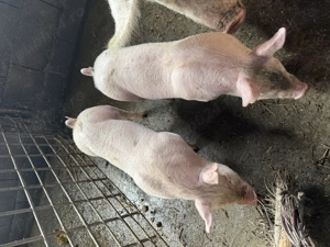 Purcei marele alb și pietrean alb