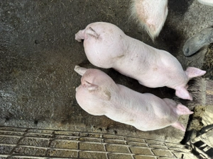 Purcei marele alb și pietrean alb - imagine 4