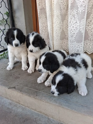 Ciobănesc de Bucovina - imagine 2