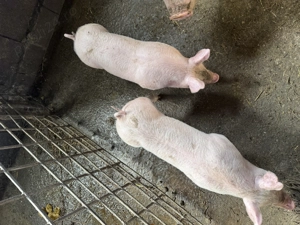 Purcei marele alb și pietrean alb - imagine 3