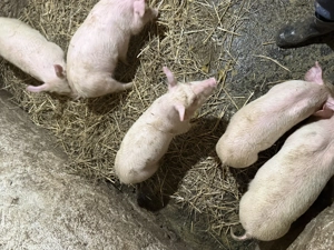 Purcei marele alb și pietrean alb - imagine 5