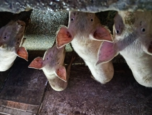 Șoldan marele alb vânzare  - imagine 2