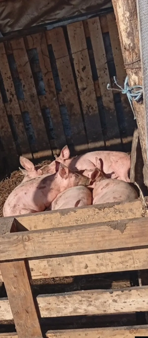 purcei de vanzare - imagine 3