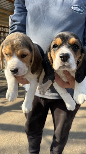 Pui Beagle Tricolor - imagine 4