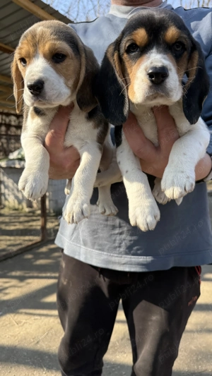 Pui Beagle Tricolor - imagine 5