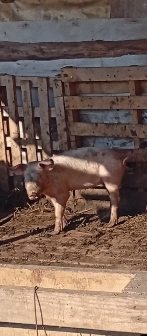 purcei de vanzare - imagine 2