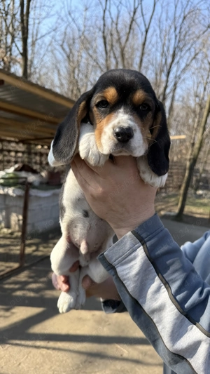 Pui Beagle Tricolor