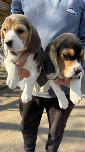 Pui Beagle Tricolor - imagine 3