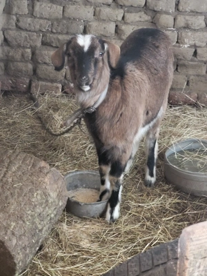 ieduta boer - imagine 4