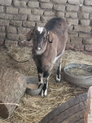 ieduta boer - imagine 3