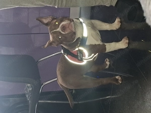 Vând Femelă American Bully Micro de 5 Luni !!