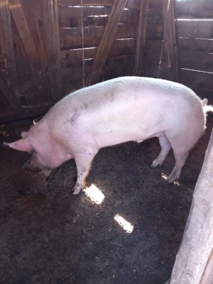Vand porc de taiat - imagine 2