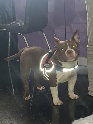 Vând Femelă American Bully Micro de 5 Luni !!