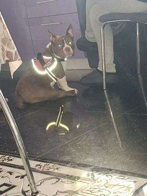 Vând Femelă American Bully Micro de 5 Luni !! - imagine 4