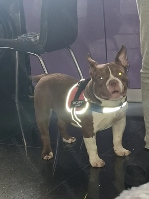 Vând Femelă American Bully Micro de 5 Luni !! - imagine 2