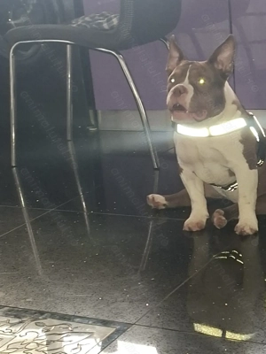 Vând Femelă American Bully Micro de 5 Luni !! - imagine 3