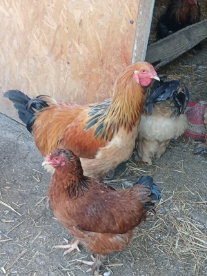 cocosi brahma - imagine 3