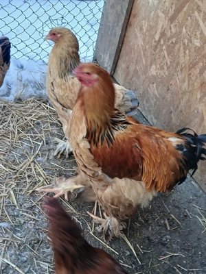 cocosi brahma - imagine 2