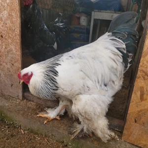 Vând cocosi brahma  - imagine 3