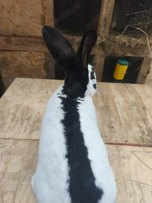 Fluture german  - imagine 4