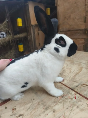 Fluture german  - imagine 3