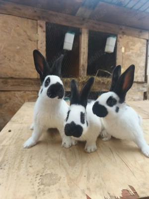 Fluture german  - imagine 5