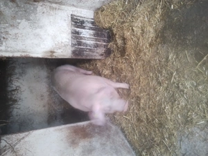 Scroafă de vânzare în Vrancea comuna obrejita  - imagine 2