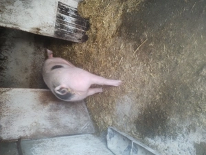 Scroafă de vânzare în Vrancea comuna obrejita  - imagine 4