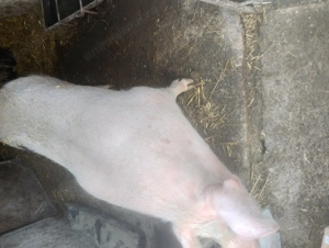 Scroafă de vânzare în Vrancea comuna obrejita  - imagine 5