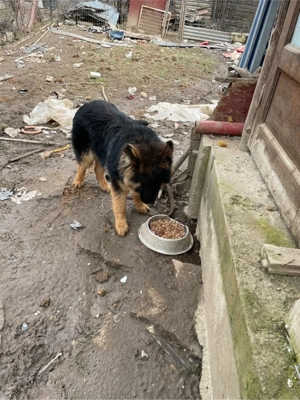 de vinzare mascul Lup ciobanesc german (Alsacian)  - imagine 3