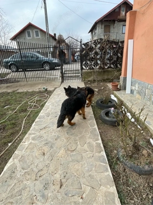 de vinzare mascul Lup ciobanesc german (Alsacian)  - imagine 4