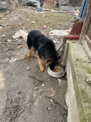 de vinzare mascul Lup ciobanesc german (Alsacian)  - imagine 5