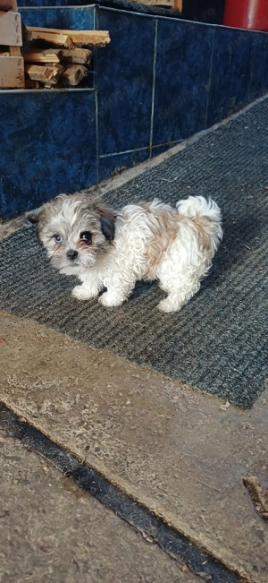 bison maltez - imagine 2