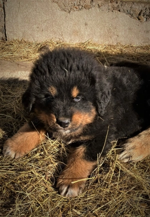 Mastiff tibetan de rasă pură - imagine 2