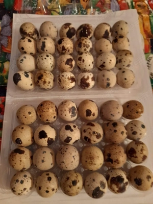 prepelite si oua  - imagine 4