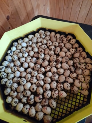 prepelite si oua  - imagine 5