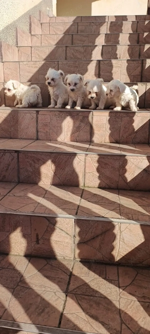 vînd căței bichon